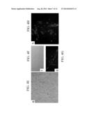 MATERIALS AND METHODS FOR MODULATING ACTIVITY OF BONE MARROW DERIVED CELLS diagram and image