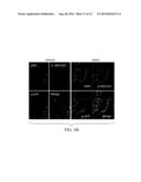 MATERIALS AND METHODS FOR MODULATING ACTIVITY OF BONE MARROW DERIVED CELLS diagram and image