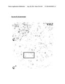 VHZ FOR DIAGNOSIS AND TREATMENT OF CANCER diagram and image