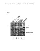 VHZ FOR DIAGNOSIS AND TREATMENT OF CANCER diagram and image