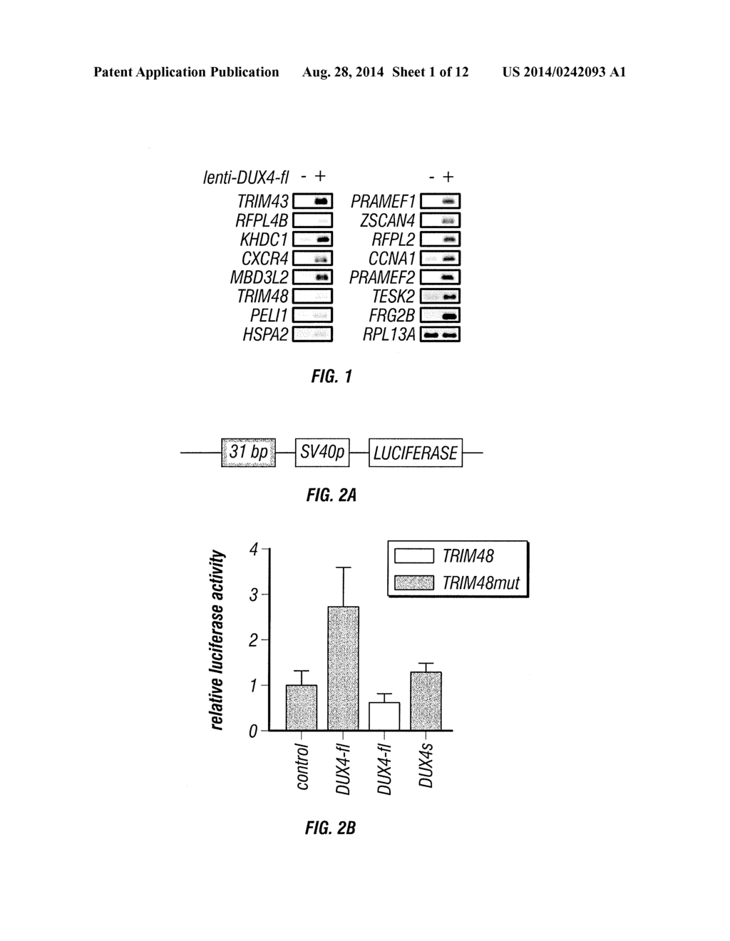 METHODS AND COMPOSITIONS FOR MODULATING THE INNATE IMMUNE RESPONSE AND/OR     MYOGENESIS IN A MAMMALIAN SUBJECT - diagram, schematic, and image 02