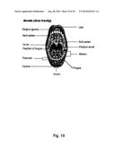 PHARMACEUTICAL COMPOSITIONS FOR GLUCOCORTICOID REPLACEMENT THERAPY diagram and image