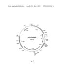 POLYPEPTIDE HAVING PHYTASE ACTIVITY AND INCREASED TEMPERATURE RESISTANCE     OF THE ENZYME ACTIVITY, AND NUCLEOTIDE SEQUENCE CODING SAID POLYPEPTIDE diagram and image