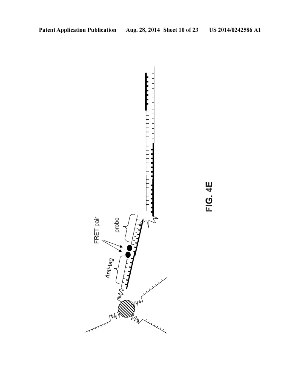 CHIMERIC PRIMERS WITH HAIRPIN CONFORMATIONS AND METHODS OF USING SAME - diagram, schematic, and image 11