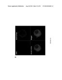 USES OF LABELED HSP90 INHIBITORS diagram and image