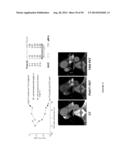 USES OF LABELED HSP90 INHIBITORS diagram and image