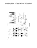 USES OF LABELED HSP90 INHIBITORS diagram and image