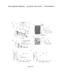 USES OF LABELED HSP90 INHIBITORS diagram and image