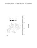 USES OF LABELED HSP90 INHIBITORS diagram and image