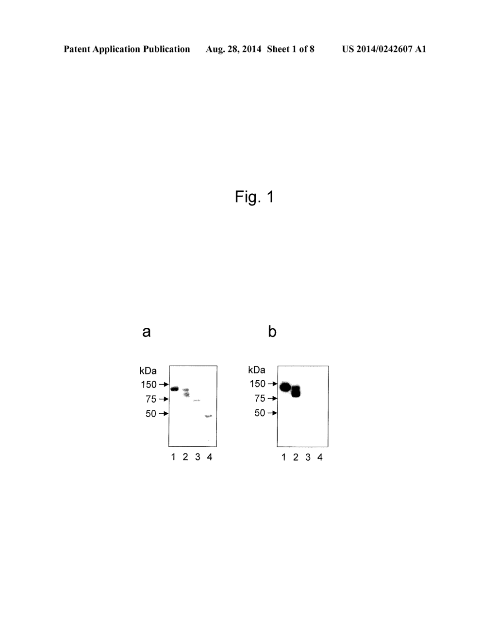 ANTIBODY FOR DETECTING EPITHELIAL OVARIAN CANCER MARKER AND METHOD FOR     DIAGNOSING EPITHELIAL OVARIAN CANCER - diagram, schematic, and image 02