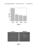 NITRITE-REDUCTASE (NIRB) AS POTENTIAL ANTI-TUBERCULAR TARGET AND A METHOD     TO DETECT THE SEVERITY OF TUBERCULOSIS DISEASE diagram and image