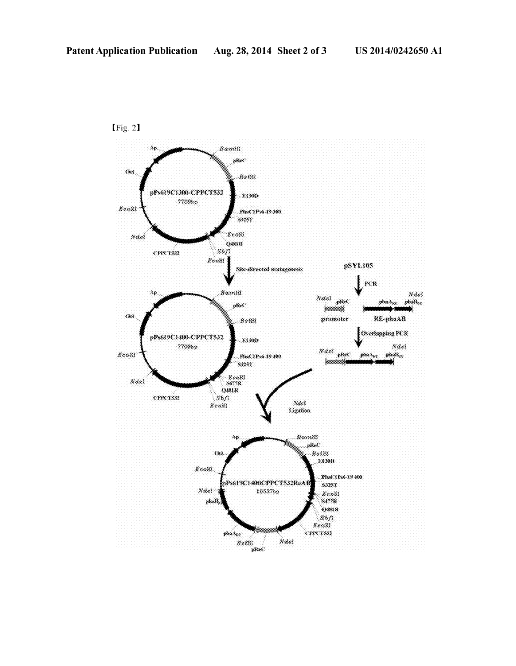 Recominant Ralstonia Eutropha Capable of Producing Polyactic and Acid or     Polylatic Acid Polymer, and Method for Producing Polyactic Acid or     Polylatic Acid Copolymer Using the Same - diagram, schematic, and image 03