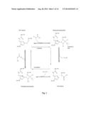 ENZYMATICALLY CATALYZED METHOD OF PREPARING MONO-ACYLATED POLYOLS diagram and image