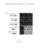 ENGINEERING OF SYSTEMS, METHODS AND OPTIMIZED GUIDE COMPOSITIONS FOR     SEQUENCE MANIPULATION diagram and image