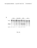 ENGINEERING OF SYSTEMS, METHODS AND OPTIMIZED GUIDE COMPOSITIONS FOR     SEQUENCE MANIPULATION diagram and image