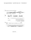 ENGINEERING OF SYSTEMS, METHODS AND OPTIMIZED GUIDE COMPOSITIONS FOR     SEQUENCE MANIPULATION diagram and image