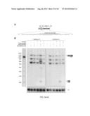 ENGINEERING OF SYSTEMS, METHODS AND OPTIMIZED GUIDE COMPOSITIONS FOR     SEQUENCE MANIPULATION diagram and image