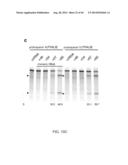 ENGINEERING OF SYSTEMS, METHODS AND OPTIMIZED GUIDE COMPOSITIONS FOR     SEQUENCE MANIPULATION diagram and image