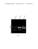 Lactobacillus Mutant, Nucleotide Sequence for Lactobacillus Mutant and     Primers for Nucleotide Sequence of Lactobacillus Mutant diagram and image