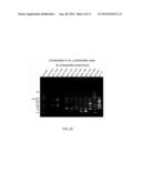 Lactobacillus Mutant, Nucleotide Sequence for Lactobacillus Mutant and     Primers for Nucleotide Sequence of Lactobacillus Mutant diagram and image