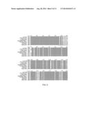 Lactobacillus Mutant, Nucleotide Sequence for Lactobacillus Mutant and     Primers for Nucleotide Sequence of Lactobacillus Mutant diagram and image