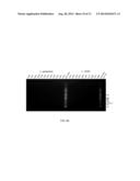 Lactobacillus Mutant, Nucleotide Sequence for Lactobacillus Mutant and     Primers for Nucleotide Sequence of Lactobacillus Mutant diagram and image