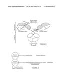 PURIFICATION OF IMMUNOGLOBULINS USING AFFINITY CHROMATOGRAPHY AND PEPTIDE     LIGANDS diagram and image