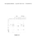 PURIFICATION OF IMMUNOGLOBULINS USING AFFINITY CHROMATOGRAPHY AND PEPTIDE     LIGANDS diagram and image