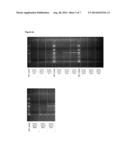 METHODS FOR SEPARATING NUCLEIC ACIDS BY SIZE diagram and image