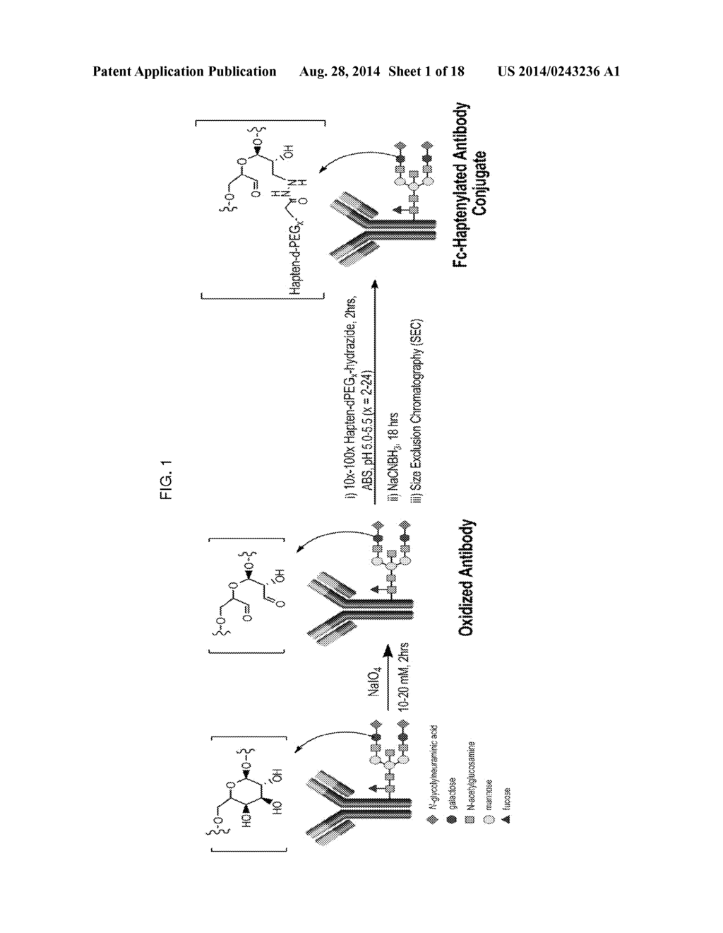 POLYMERIC CARRIERS FOR IMMUNOHISTOCHEMISTRY AND IN SITU HYBRIDIZATION - diagram, schematic, and image 02