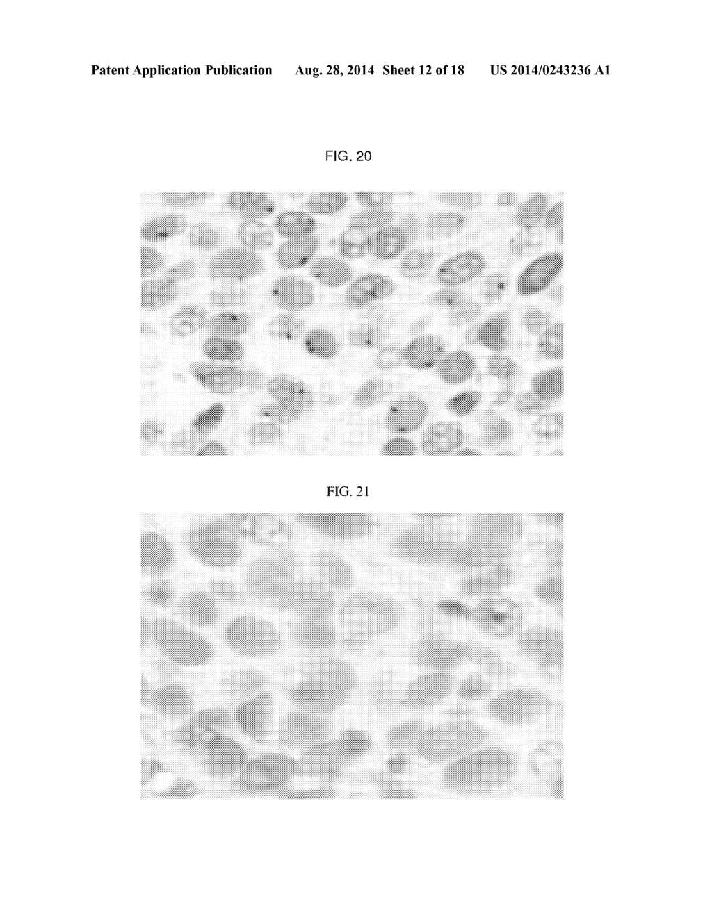 POLYMERIC CARRIERS FOR IMMUNOHISTOCHEMISTRY AND IN SITU HYBRIDIZATION - diagram, schematic, and image 13