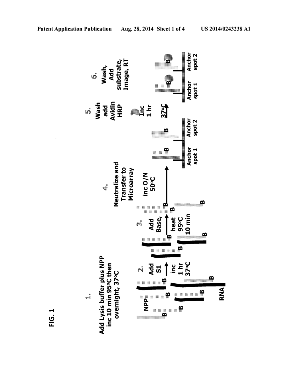 METHODS OF CO-DETECTING MRNA AND SMALL NON-CODING RNA - diagram, schematic, and image 02