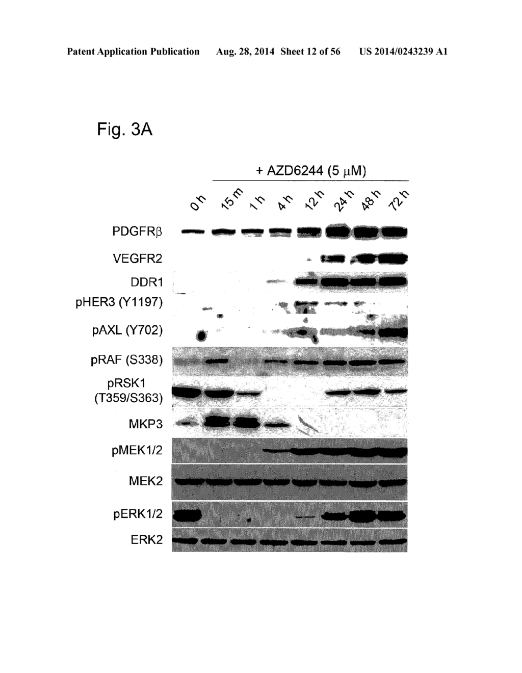 MULTIPLEXED KINASE INHIBITOR BEADS AND USES THEREOF - diagram, schematic, and image 13