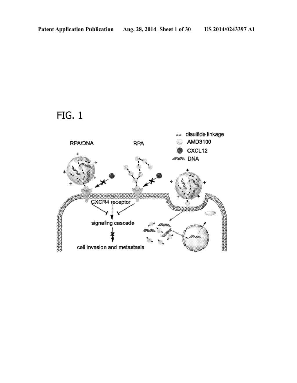 CXCR4 INHIBITING CARRIERS FOR NUCLEIC ACID DELIVERY - diagram, schematic, and image 02