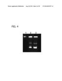 CXCR4 INHIBITING CARRIERS FOR NUCLEIC ACID DELIVERY diagram and image