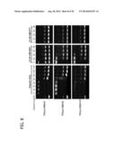 CXCR4 INHIBITING CARRIERS FOR NUCLEIC ACID DELIVERY diagram and image