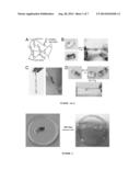 SELF HEALING HYDROGELS diagram and image