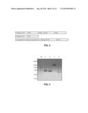 BISPECIFIC ANTIBODY diagram and image