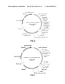 BISPECIFIC ANTIBODY diagram and image