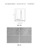 BISPECIFIC ANTIBODY diagram and image