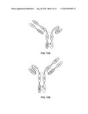 BISPECIFIC ANTIBODY diagram and image