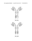 BISPECIFIC ANTIBODY diagram and image