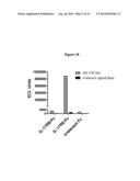 ANTAGONISTS OF IL17C FOR THE TREATMENT OF INFLAMMATORY DISORDERS diagram and image