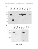 ANTI-CD22 ANTIGEN BINDING MOLECULES TO TREAT LUNG CANCER AND PROSTATE     CANCER diagram and image