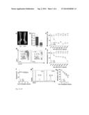 ERYTHROPOIETIC ROLE OF RESIDENT MACROPHAGES IN HEMATOPOIETIC ORGANS diagram and image