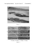 USE OF SALMONELLA FLAGELLIN DERIVATIVE IN PREPARATION OF DRUG FOR     PREVENTING AND TREATING INFLAMMATORY BOWEL DISEASES diagram and image