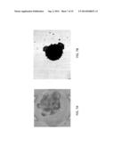 Magnetically Induced Microspinning for Super-Detection and     Super-Characterization of Biomarkers and Live Cells diagram and image