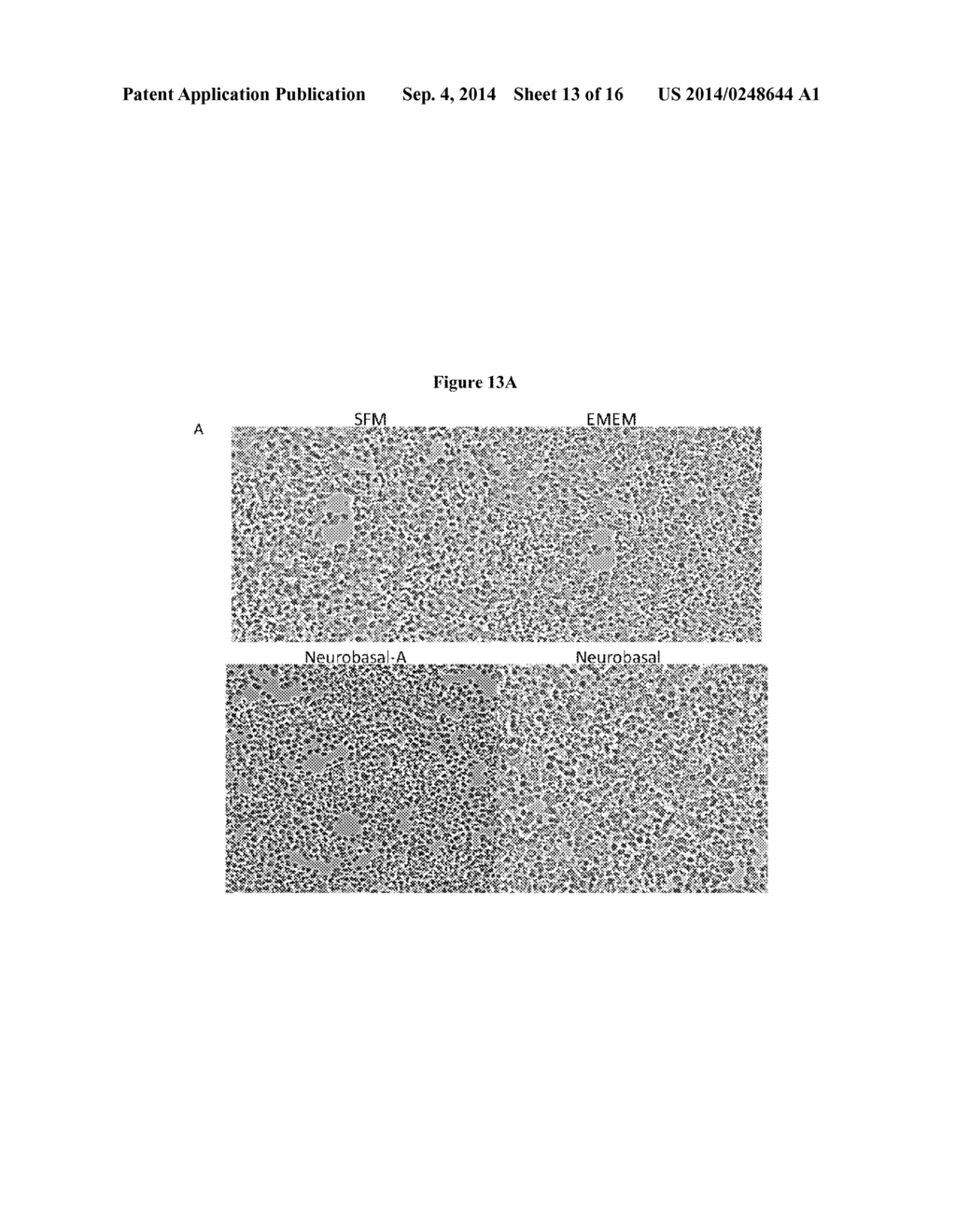 Highly Sensitive Cell-Based Assay to Detect the Presence of Active     Botulinum Neurotoxin Serotype-A - diagram, schematic, and image 14