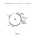 METHODS OF INCREASING SECRETION OF POLYPEPTIDES HAVING BIOLOGICAL ACTIVITY diagram and image