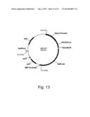 METHODS OF INCREASING SECRETION OF POLYPEPTIDES HAVING BIOLOGICAL ACTIVITY diagram and image